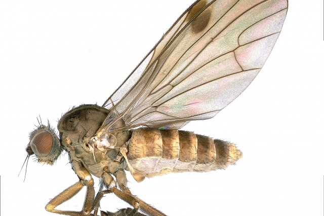 Close up of flat footed fly 