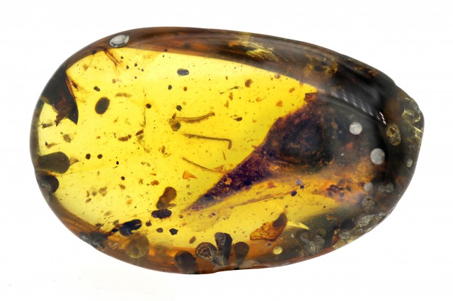 Oculudentavis, tiny dinosaur trapped in amber