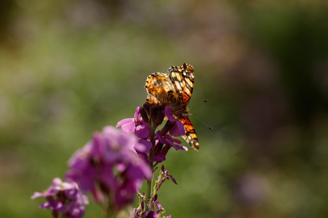 painted lady butterfly on flower