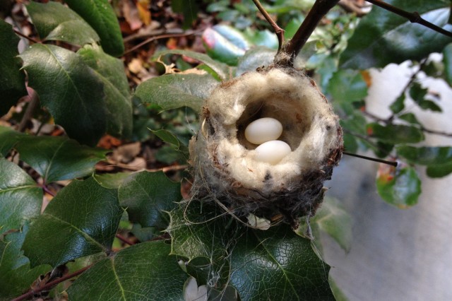 Humming Bird Nest