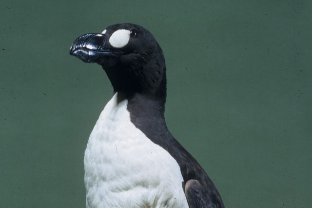 Great Auk in NHM&#039;s collections