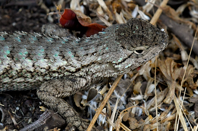 western fence lizard dorsal view