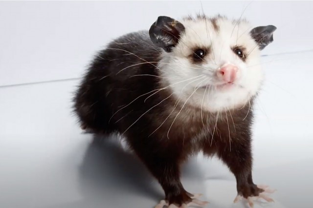 Opossum