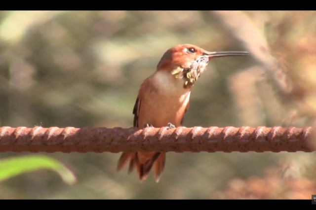 A bird sits in nature.