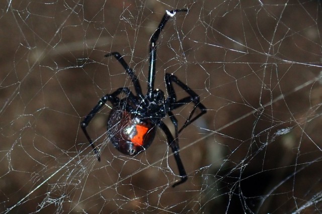 Western Black Widow