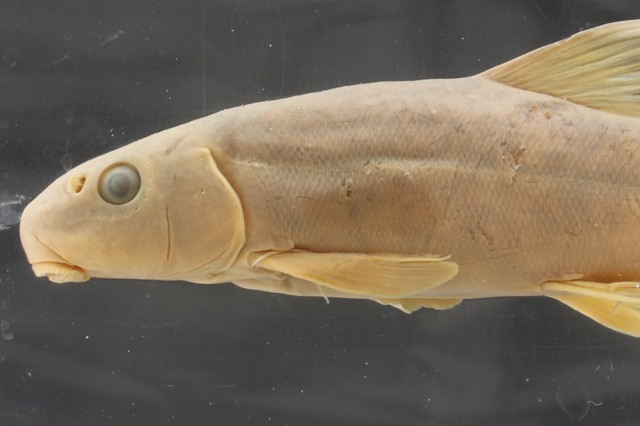 catostomus_tahoensis