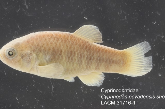 cyprinodon_nevadensis_shoshone