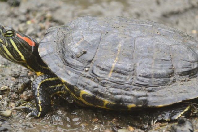 Red-eared slider A.Clause