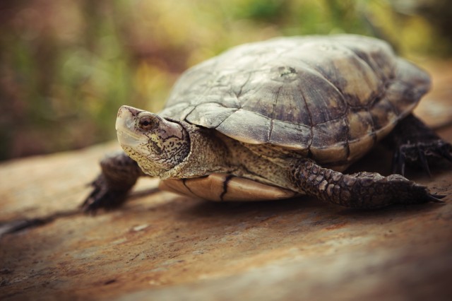 Pondy the Western Pond Turtle