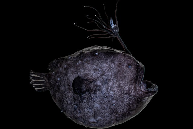 Anglerfish