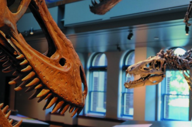 Two T-rex skulls are in a room with blue light.