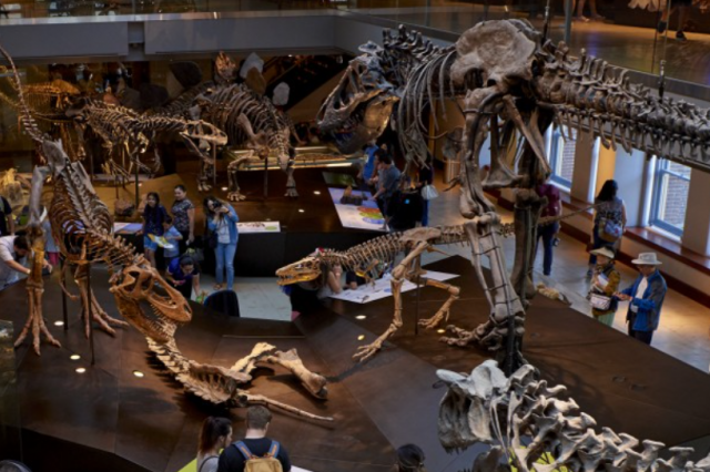 A view looking down on the fossil skeletons in Dinosaur Hall