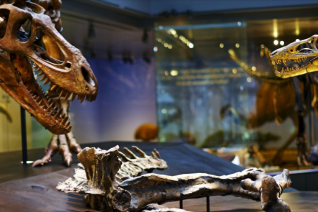 Dinosaur fossil skeletons in an exhibit hall