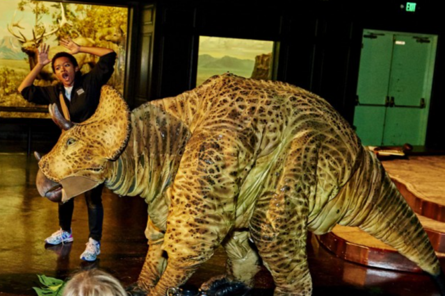 A performing arts staff member stands behind a life-size puppet Triceratops