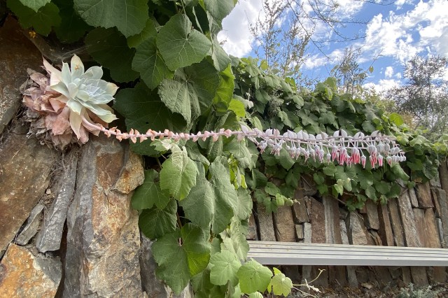 “Live Forever” Dudleya pulverulenta, or chalk dudleya 