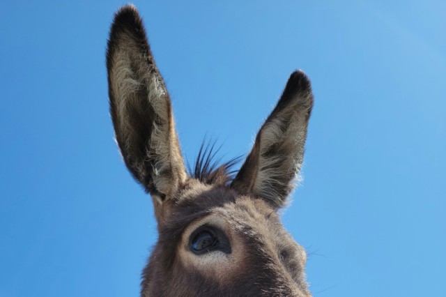 donkey by inaturalist user garmonb0zia