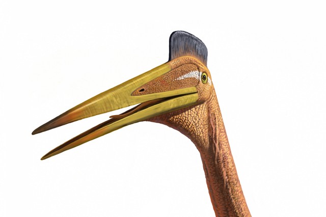 quetzalcoatlus head shot