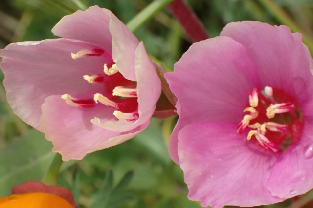 Clarkia amoena. 