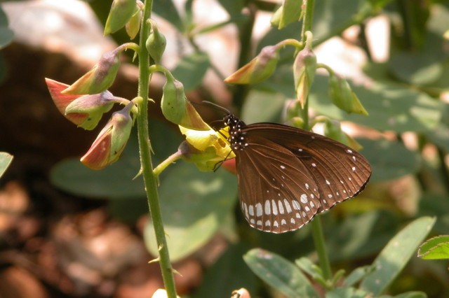 Indian common crow butterfly observation from iNaturalist