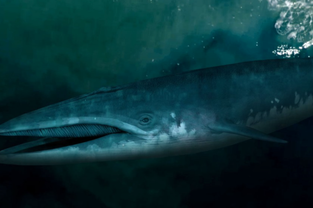 A baleen whale swims through a dark sea