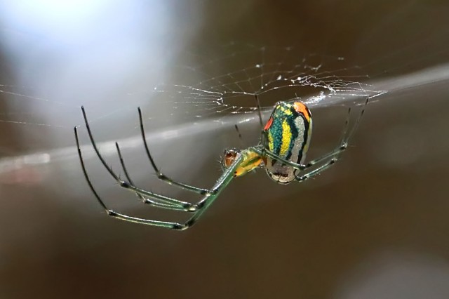 Orchard spider Spider Pavilion 