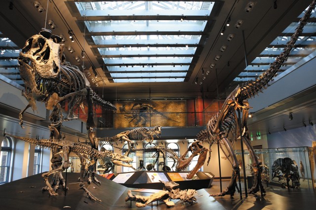 Dinosaur skeletons