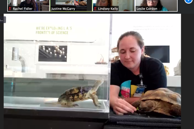 Living Collections Staff during live animal program with tortoise