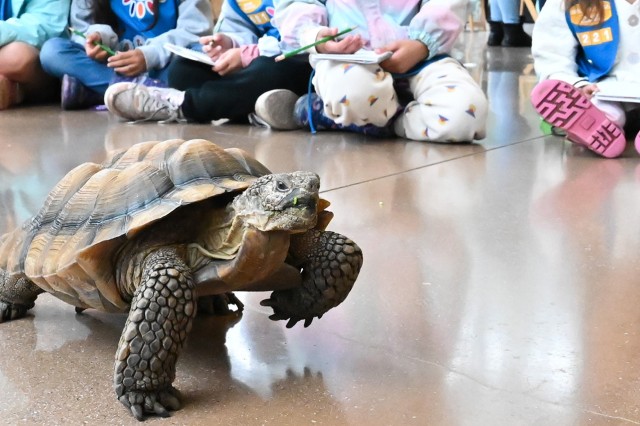 Tortoise walking on the floor with sitting children's legs and feet in the background 