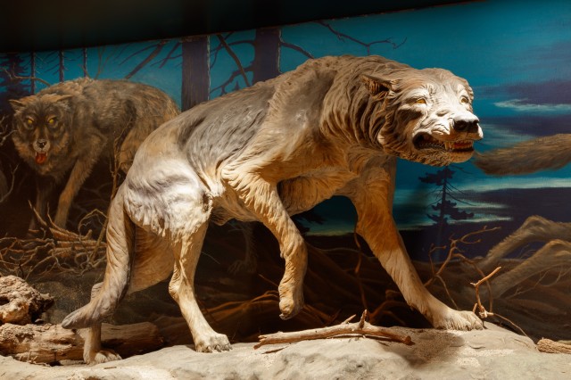 Dire Wolves display at La Brea Tar Pits