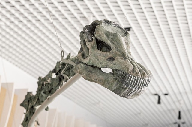 Closeup of light green dinosaur skull and skeleton neck