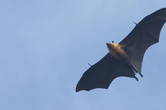 A single bat flying in the sky