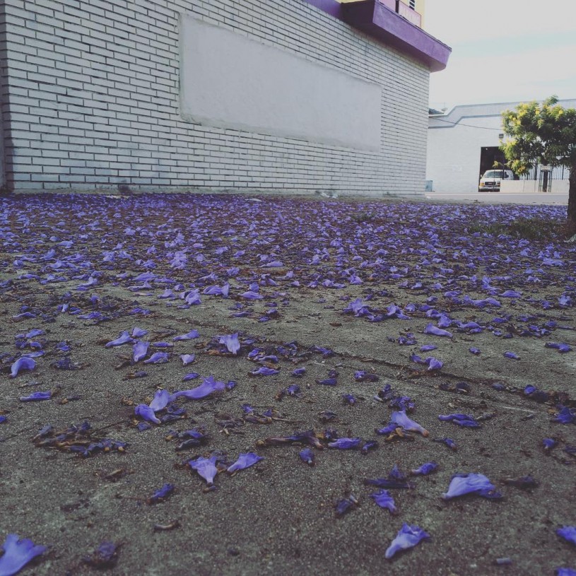 Jacaranda Blossoms on the sidewalk