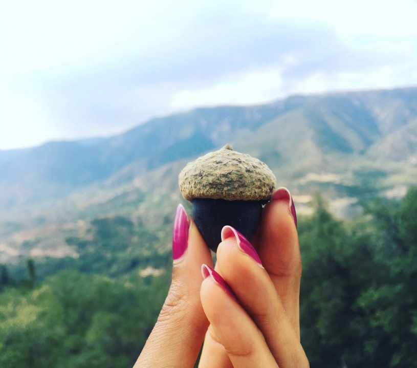 Iris loves acorns and what they represent: The humble beginnings of the oak and and still a major food source for the indigenous people who inhabit Southern California. Photo by Iris Hill