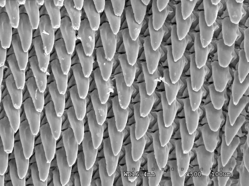 SEM image of central radular teeth Limacus sp. specimen shown above. 