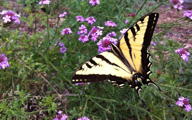 A swallowtail butterfly on purple verbena