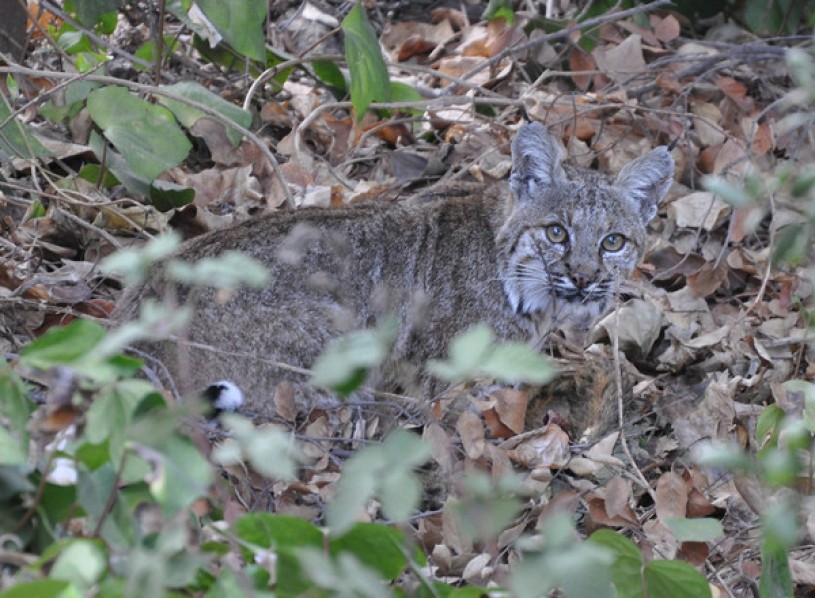 bobcat in leaves