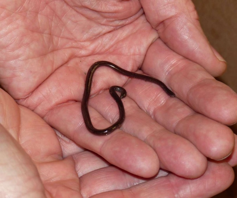 Brahiminy blind snake 