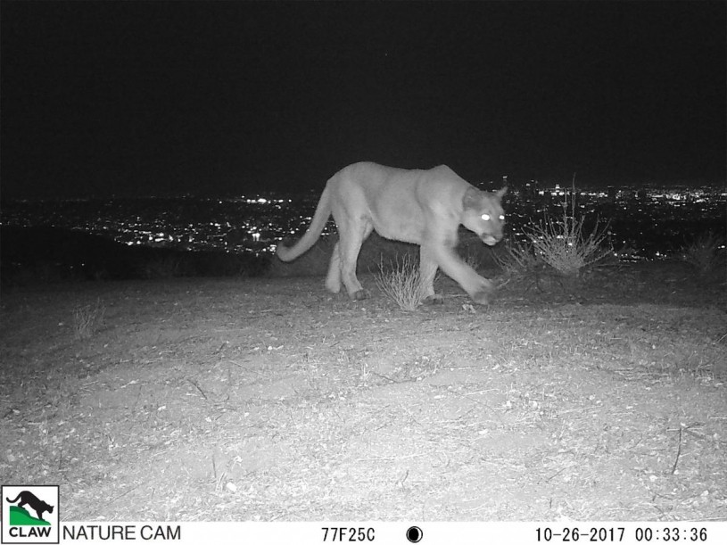 Mountain lion in dark