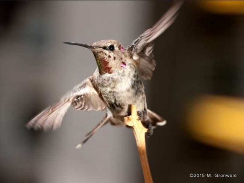 humming bird 2