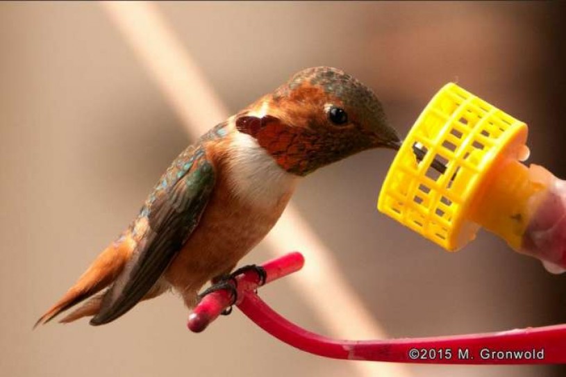 Hummingbird feeding  