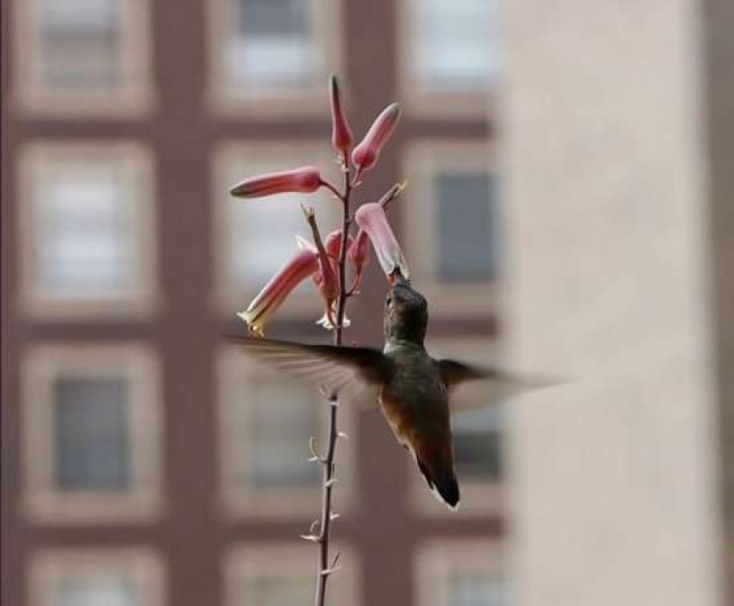 humming bird and flower