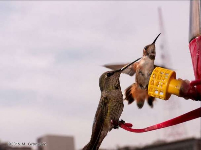 two humming birds in front of feeder