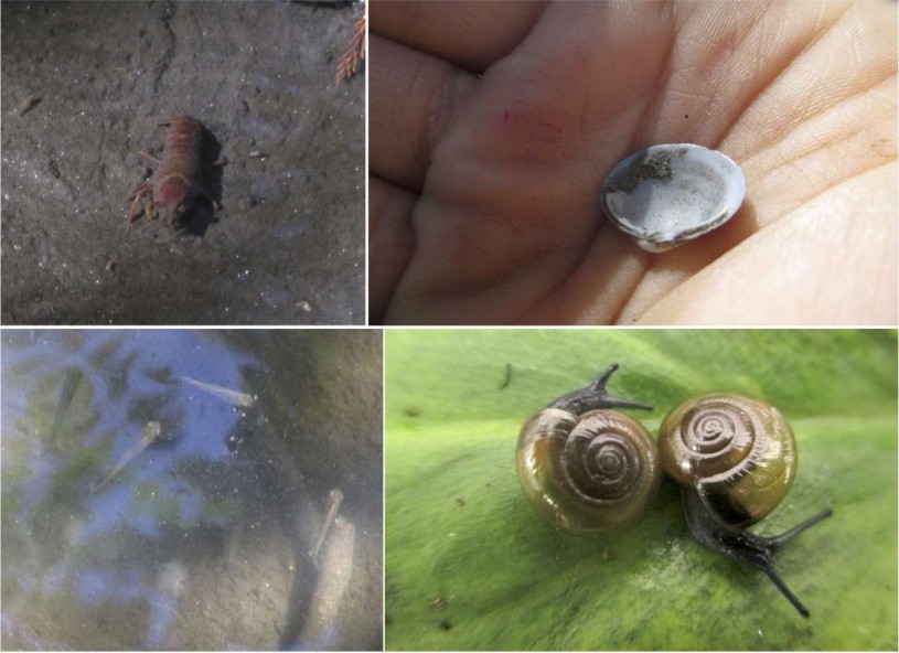 Clockwise from left: crayfish (Procambarus clarkii), Corbicula fluminea, Oxychilus sp., and mosquito fish (Gambusia affinis) along Ferndell trail. 