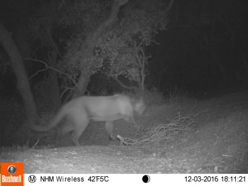 mountain lion at night