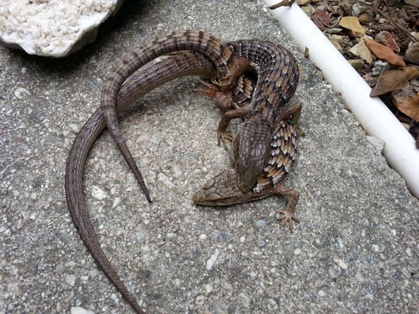 lizard biting another lizard 4