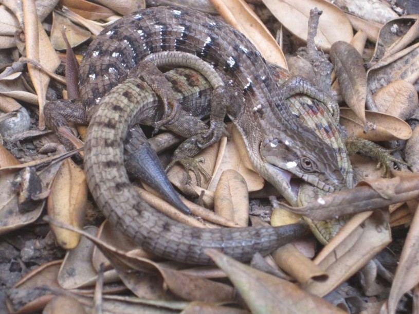 lizard biting another lizard 2