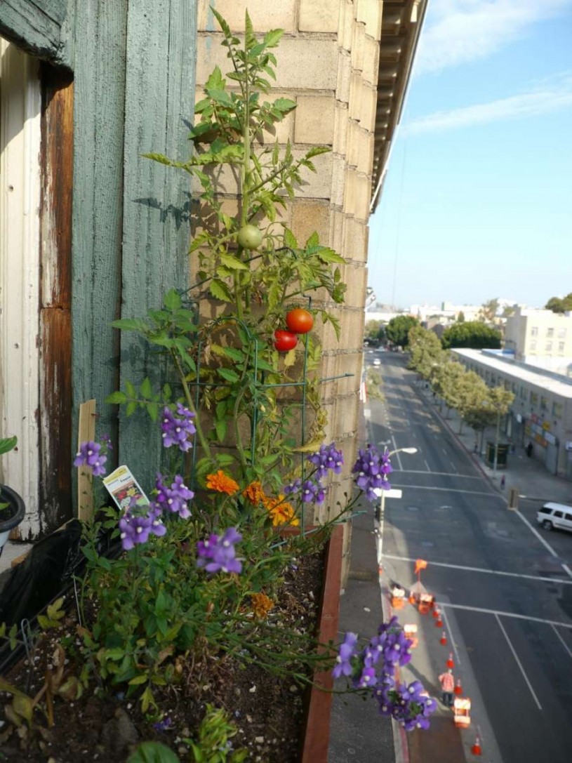 window with flowers