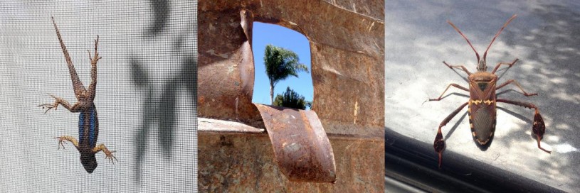 A western fence lizard on a window screen, view of a palm tree through the side of a dumpster, and a leaf-footed bug that hitched a ride on my car. 