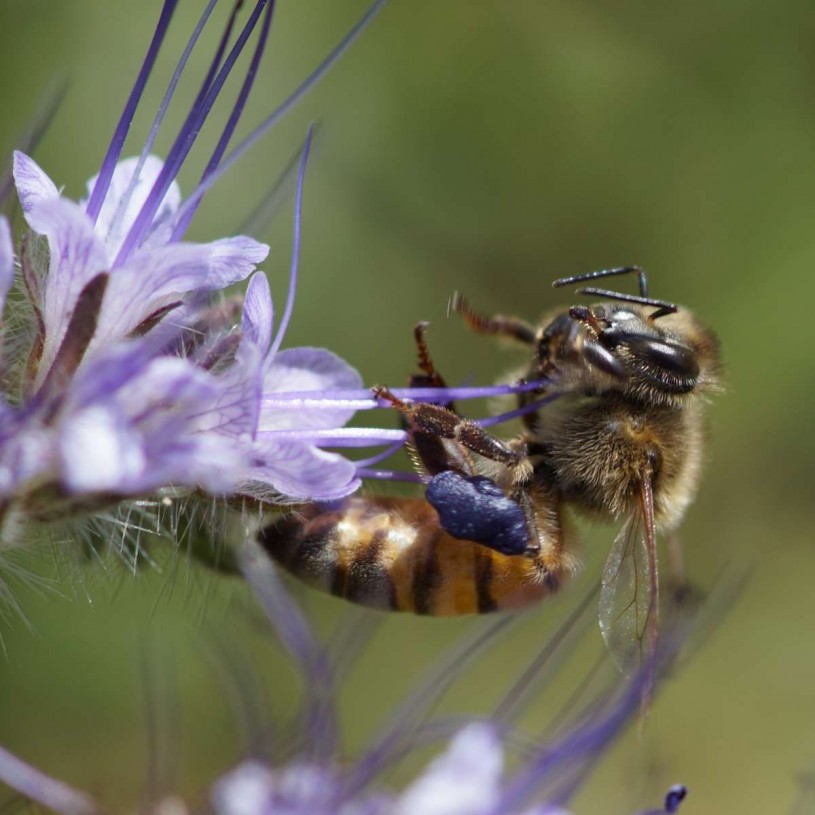 phacelia bee