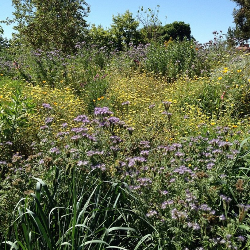 Purple and yellow flowers